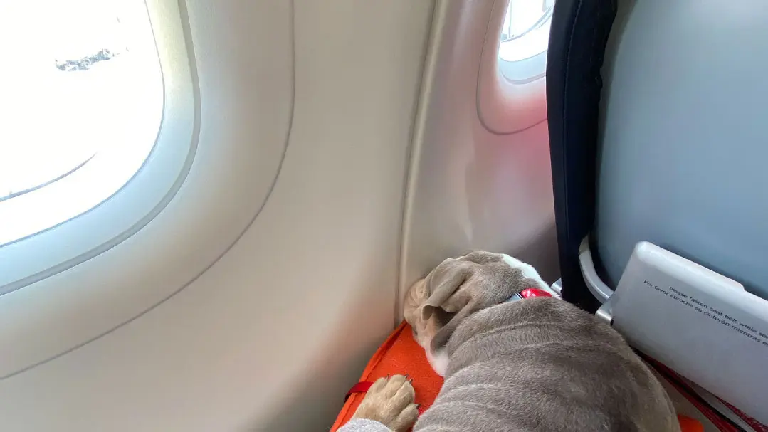 Pet travel modalities - Luanpets