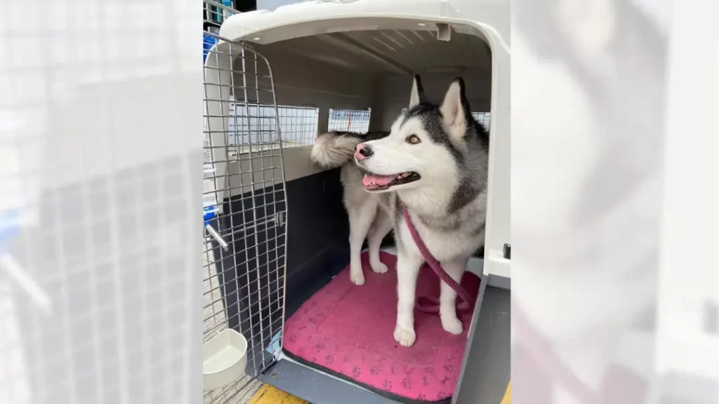 Dog crate size for husky best sale